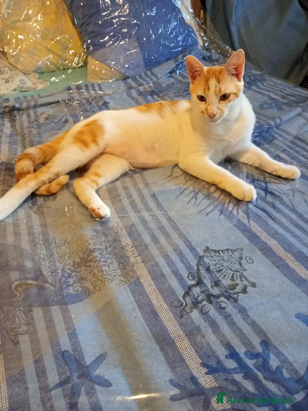 Europeo gatti in regalo: Ginger & Gelsomino, adozione singola o di coppia - Annuncio 2