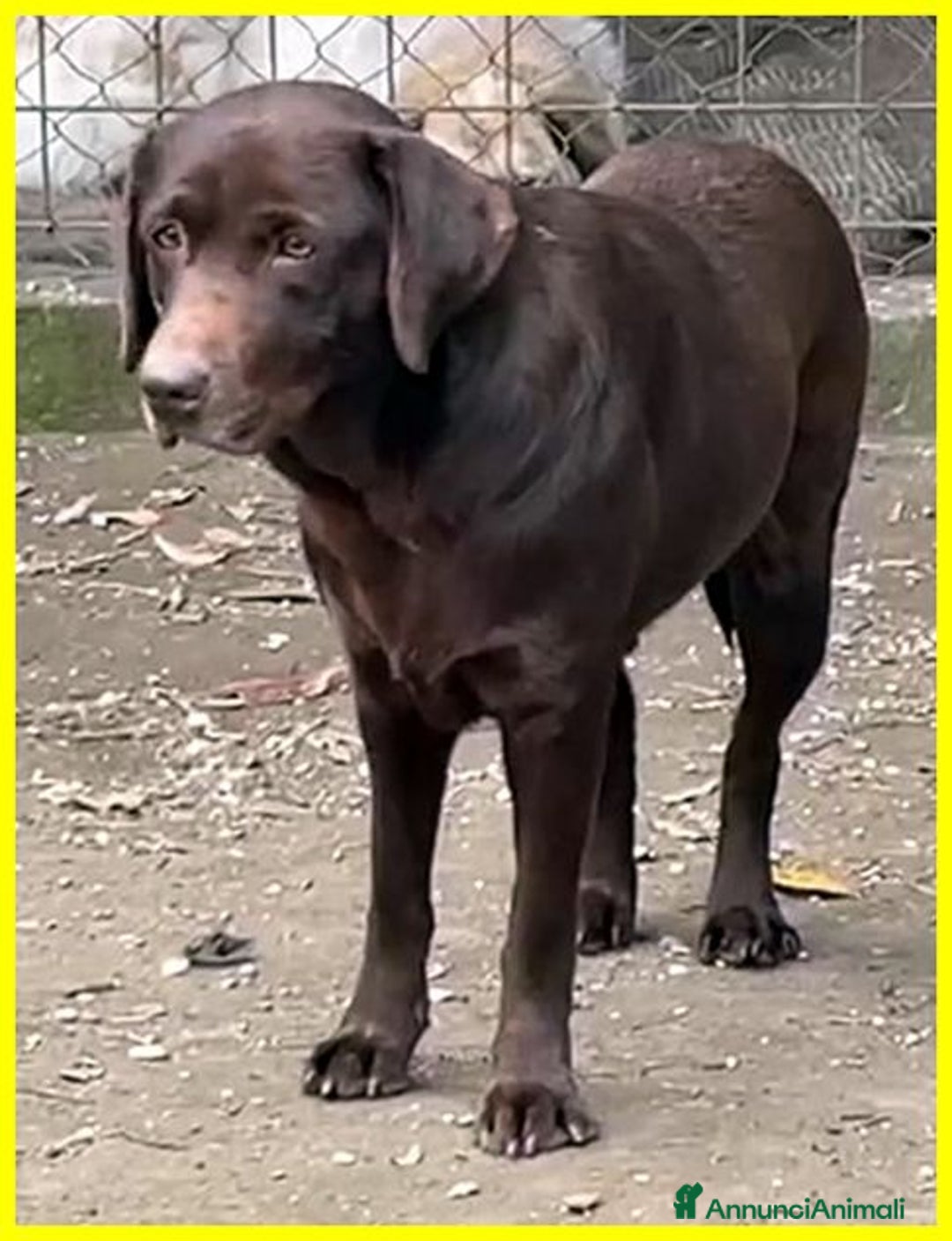 Labrador cani in regalo: KUBRA stupenda labrador cieca - Annuncio 8