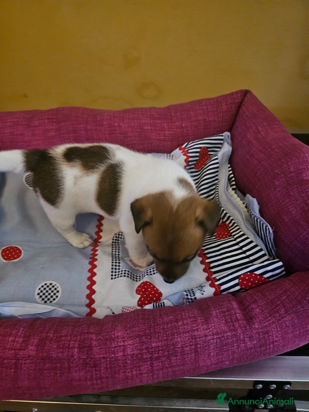 Jack Russell cani in vendita: Jack russel cucciole - Annuncio 2