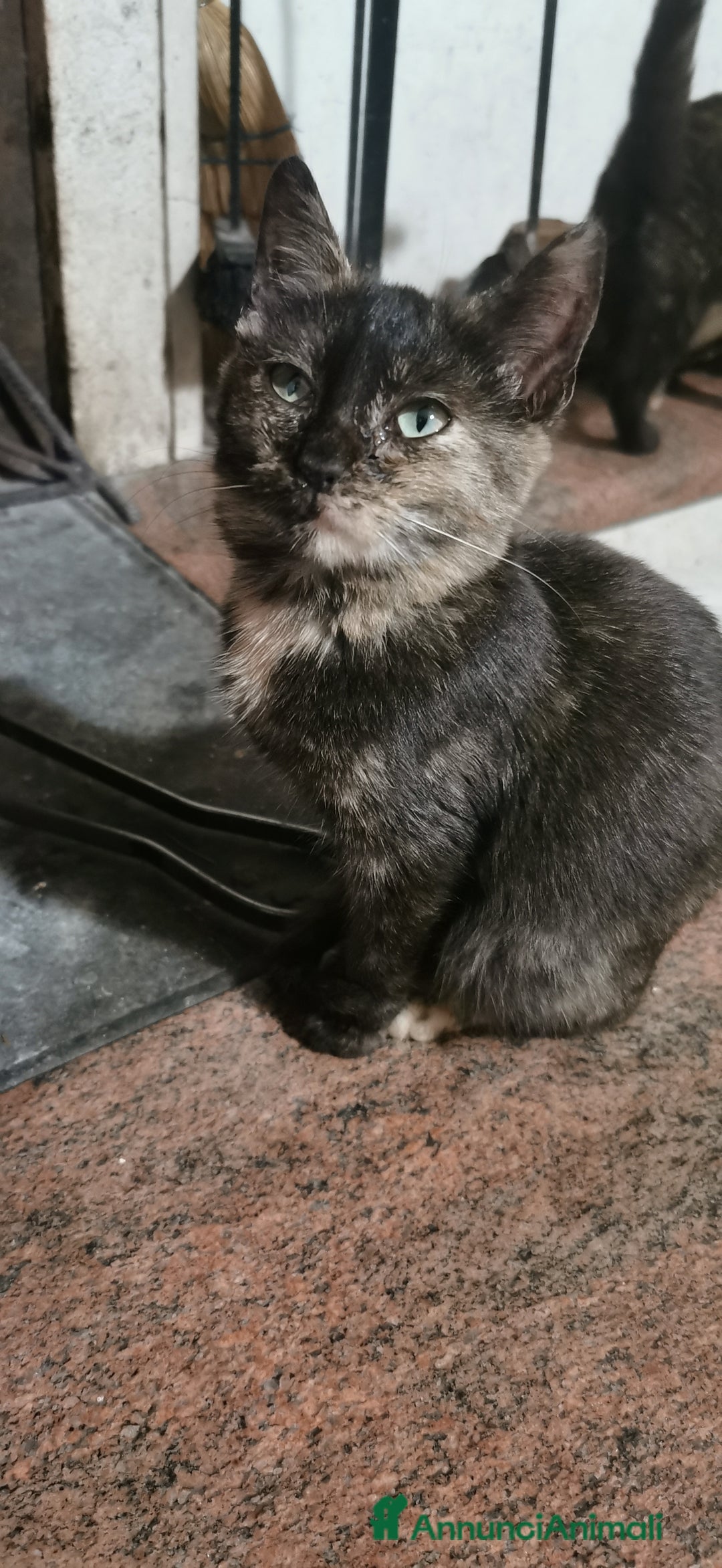 Meticcio gatti in regalo: Gattina Calico Tricolore - Annuncio 2