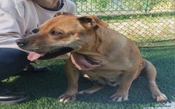 Pitbull cani in regalo: Kira pitbull 10 anni - Annuncio 3