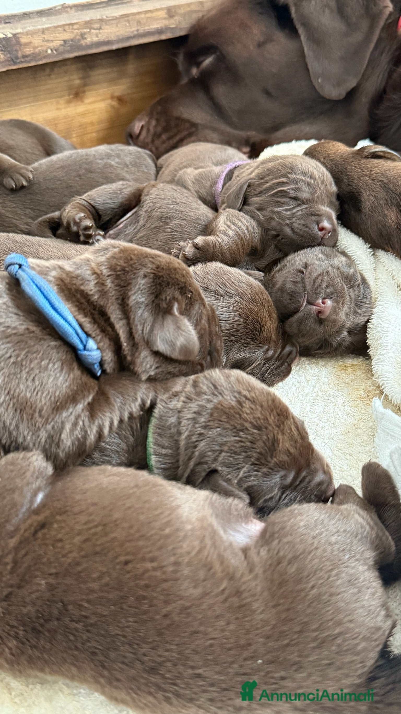Labrador cani Labrador Retriever Chocolate  - Annuncio 2