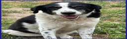 Meticcio cani in regalo: CHIANINA nonnina patatona! a Città metropolitana di Milano - Annuncio 2