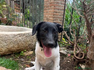 Meticcio cani TENERI FRATELLINI DA ADOTTARE - Annuncio 12