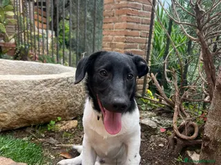 Meticcio cani TENERI FRATELLINI DA ADOTTARE - Annuncio 34