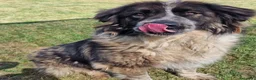 Pastore del Caucaso cani in regalo: Maestosa Alda - Annuncio 2