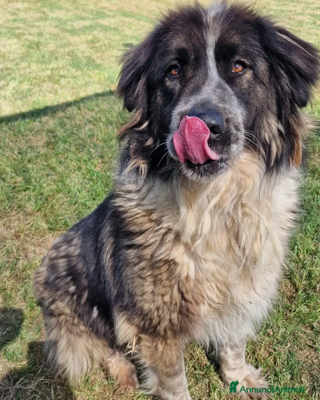 Pastore del Caucaso cani in regalo: Maestosa Alda - Annuncio 2