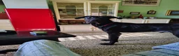 Cane Corso cani in regalo: Giocherellone a Provincia di Teramo - Annuncio 2