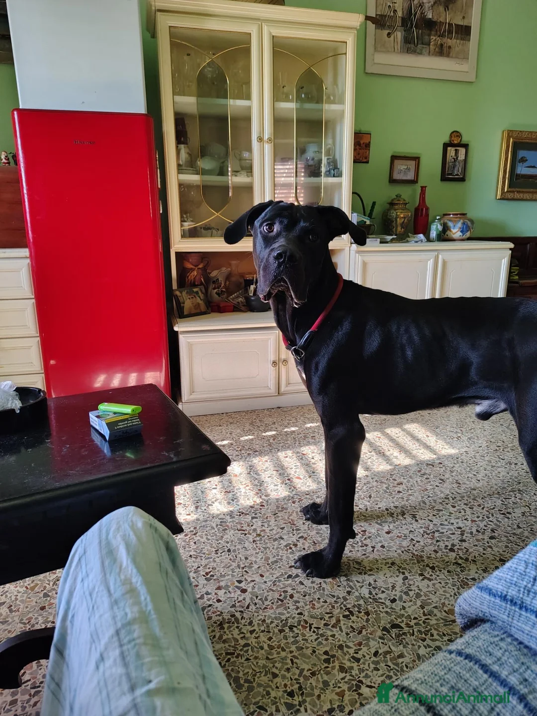 Cane Corso cani in regalo: Giocherellone a Provincia di Teramo - Annuncio 2