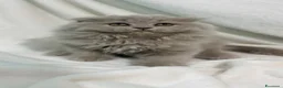 Scottish gatti in vendita: Scottish fold - Annuncio 2