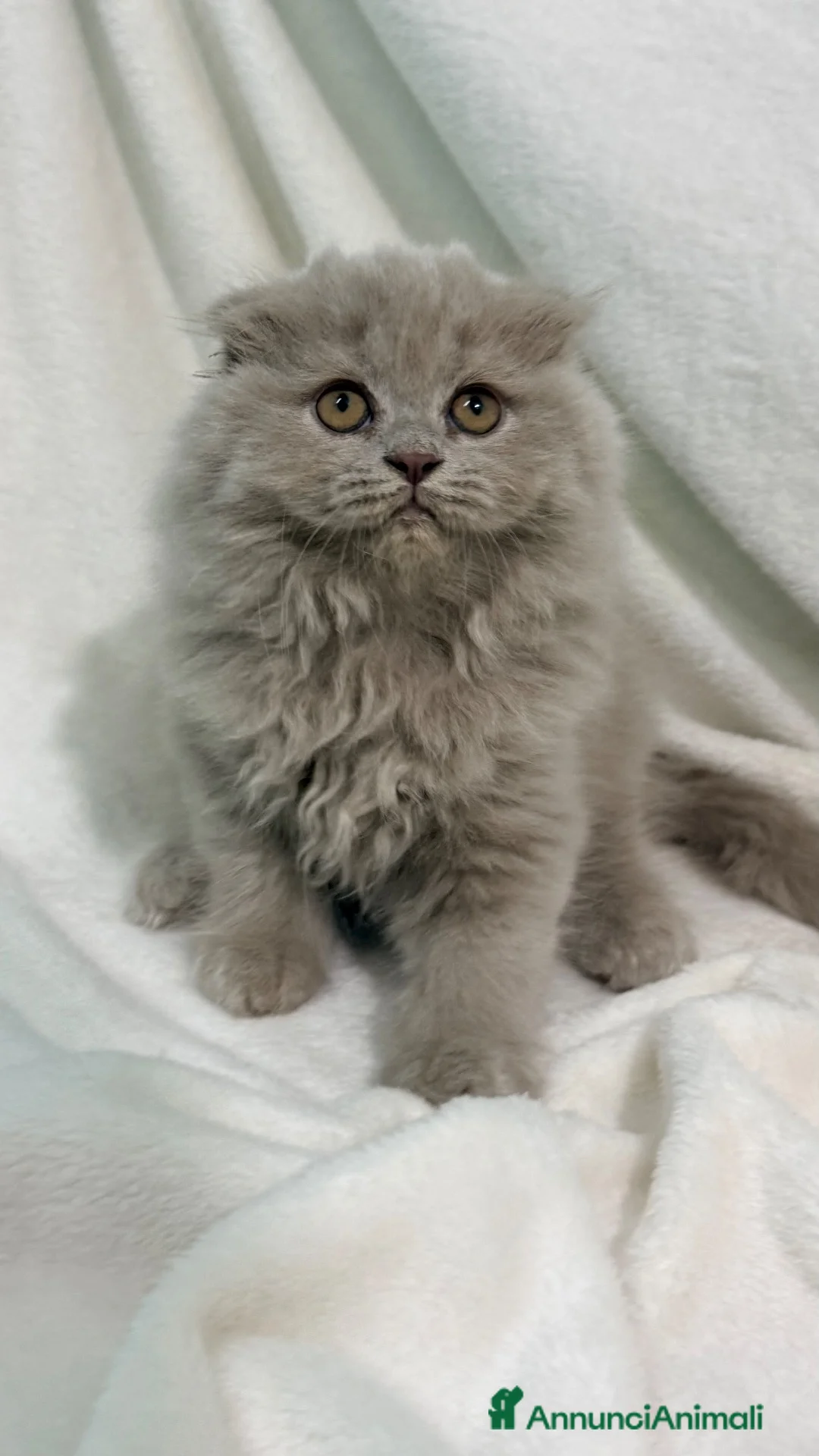 Scottish gatti in vendita: Scottish fold - Annuncio 2