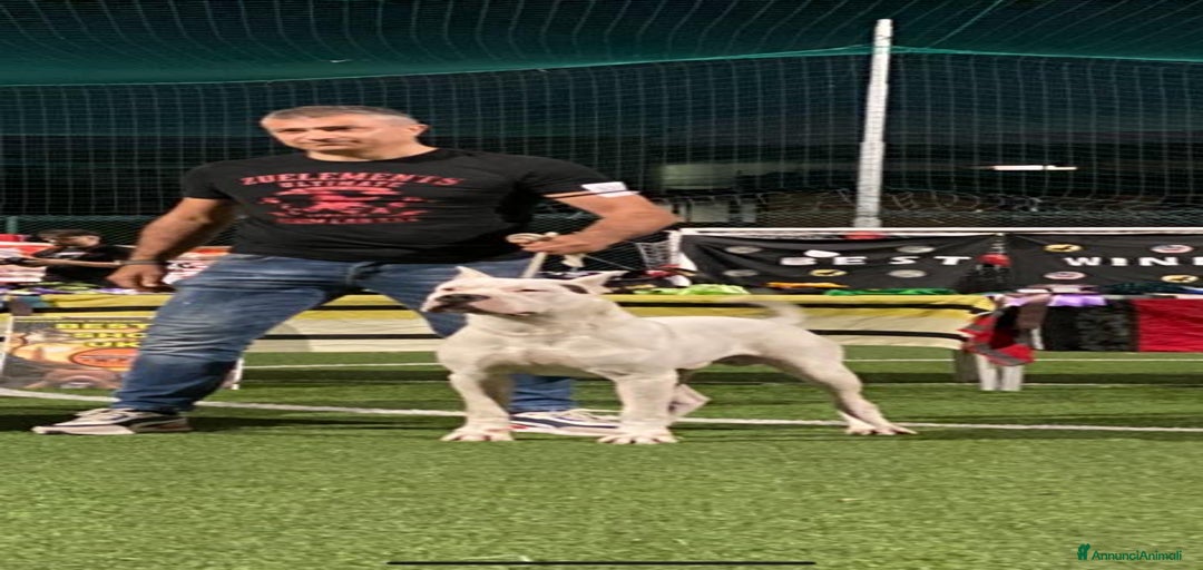 Immagine della galleria {{count}}