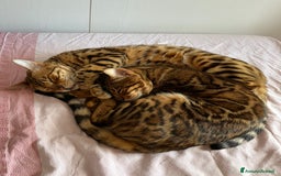 Bengala gatti in vendita: Cuccioli Bengala spotted ben 24 prenotazione  a Città Metropolitana di Bari - Immagine 2