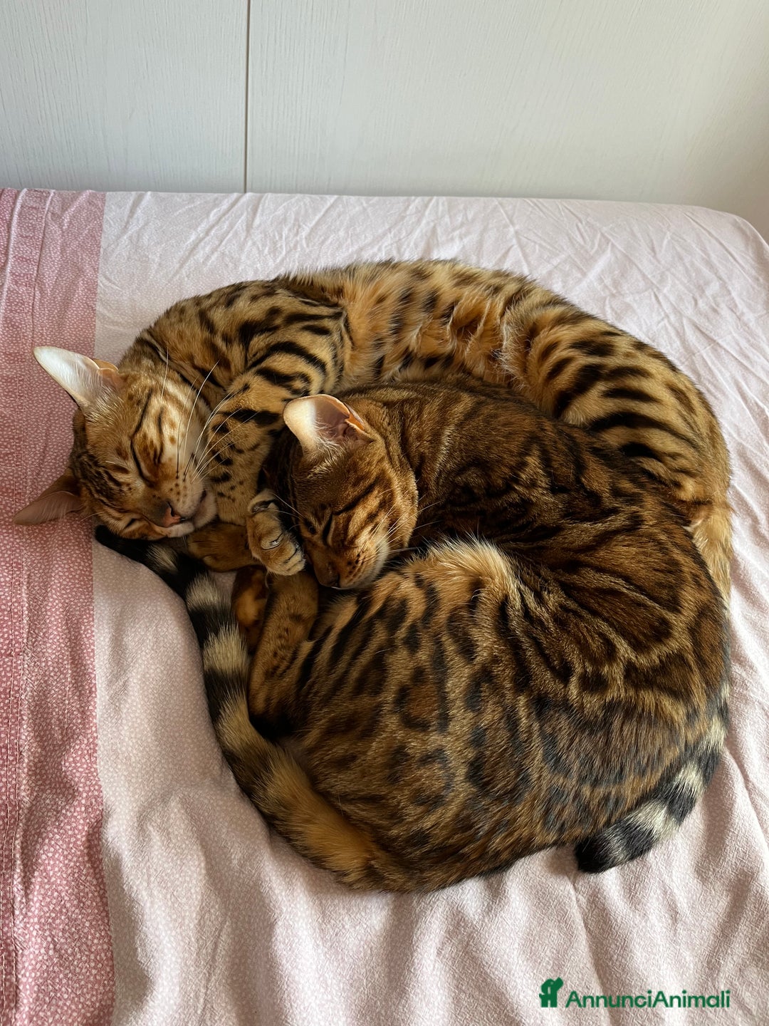 Bengala gatti in vendita: Cuccioli Bengala spotted ben 24 prenotazione  a Città Metropolitana di Bari - Immagine 2