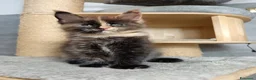 Maine Coon gatti in vendita: Femmine maine coon con pedigree Fife  - Annuncio 6