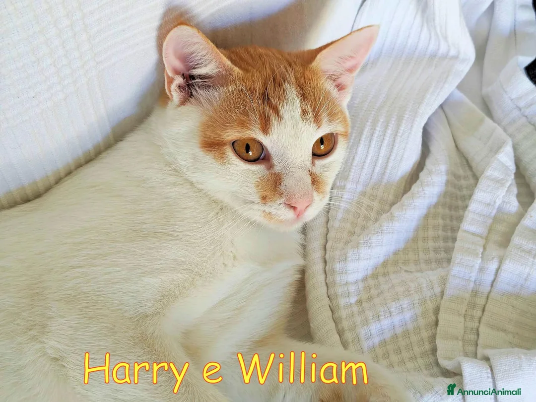 Europeo gatti in regalo: Harry & William stupendi fratellini cercano casa a Città metropolitana di Milano - Annuncio 5
