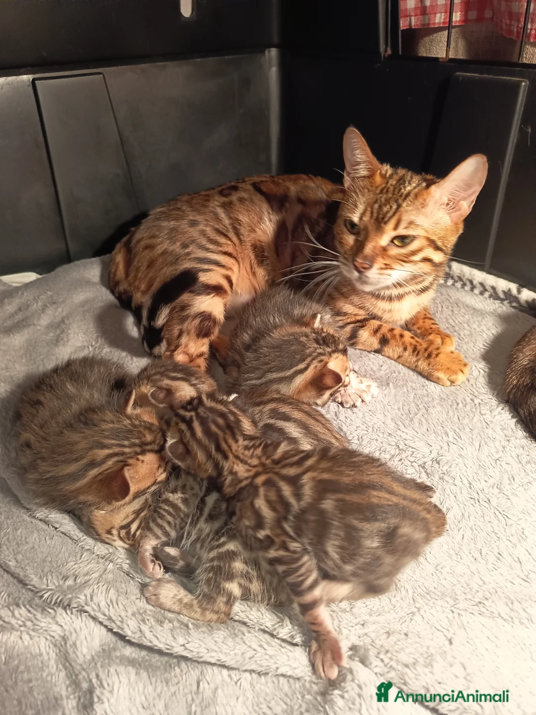Bengala gatti in vendita: meravigliosi feminucce  - Annuncio 4