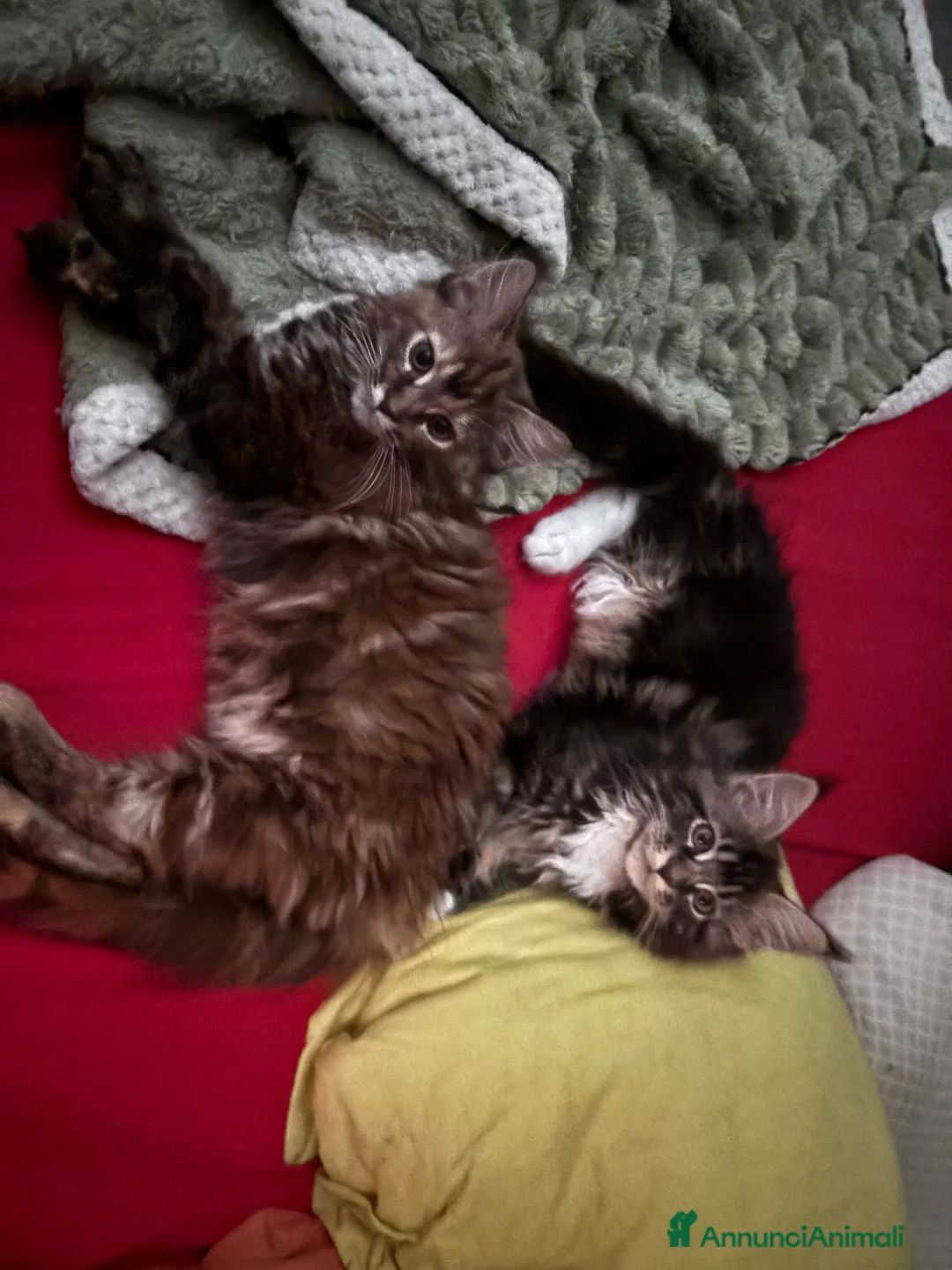 Maine Coon gatti in vendita: Cucciolo con pedigrre MAine Coon - Annuncio 5