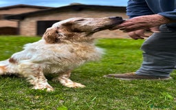 Setter Inglese cani in vendita: CUCCIOLI DI SETTER INGLESE a Provincia di Arezzo - Immagine 6