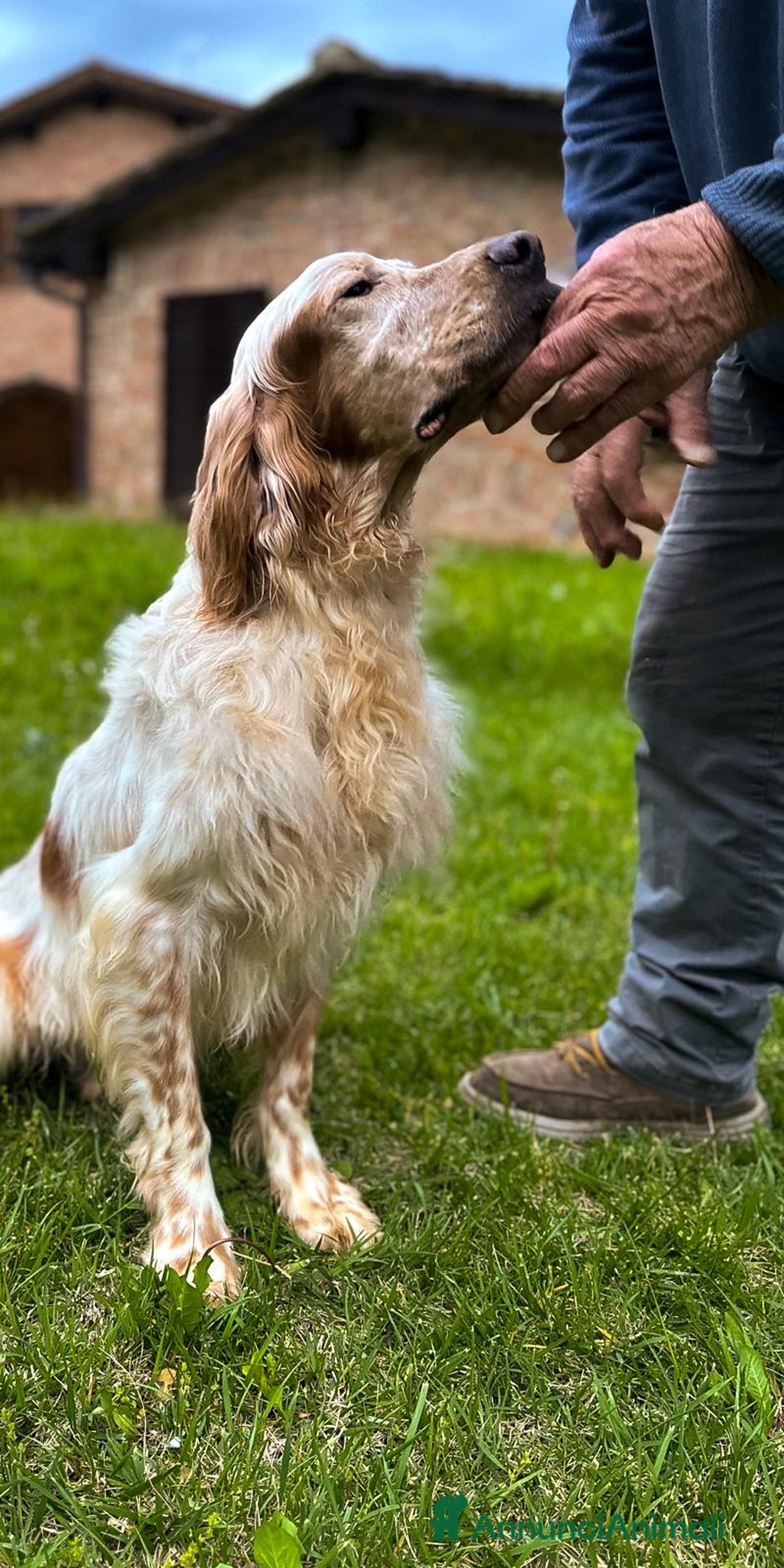 Setter Inglese cani in vendita: CUCCIOLI DI SETTER INGLESE a Provincia di Arezzo - Immagine 6