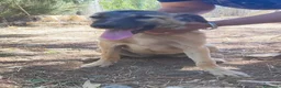 Meticcio cani in regalo: Lupetta sui 6mesi IN RECINTO A PANE SECCO!CAGLIARI - Annuncio 1