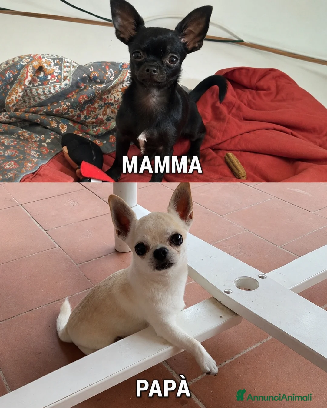 Chihuahua cani in vendita: Cuccioli di chihuahua  - Annuncio 2