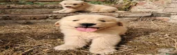 Golden Retriever cani in vendita: Cuccioli Golden Retriever Americano  a Provincia di Siena - Annuncio 2