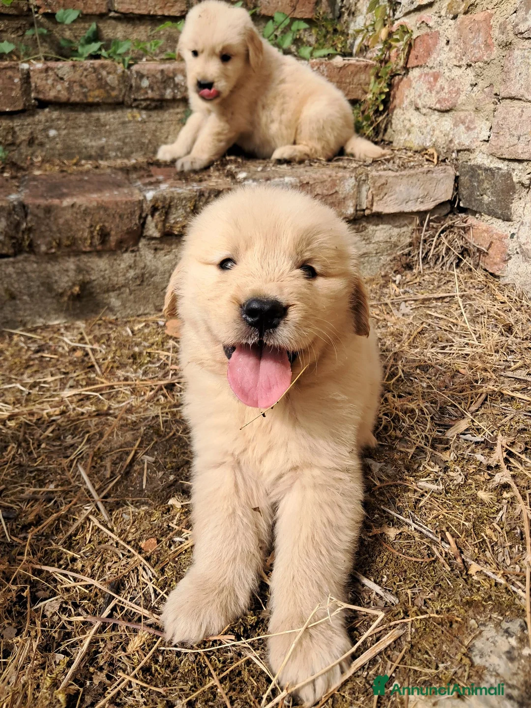 Golden Retriever cani in vendita: Cuccioli Golden Retriever Americano  a Provincia di Siena - Annuncio 2