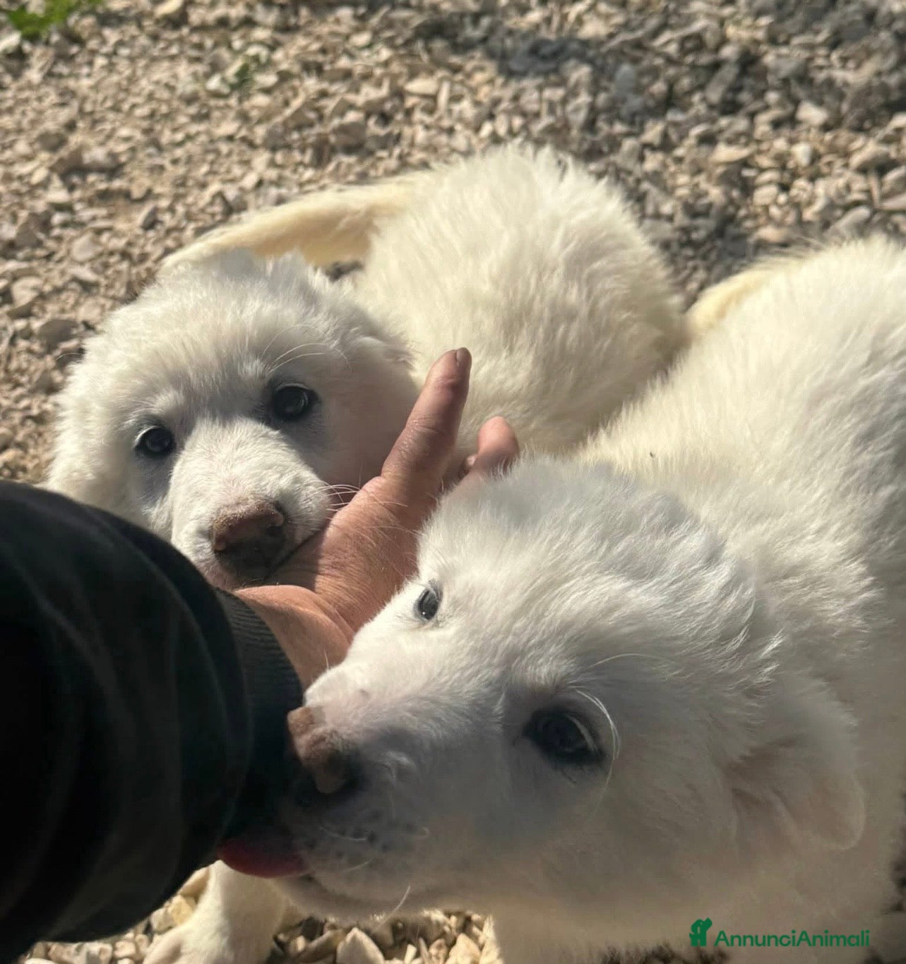 Golden Retriever cani Bianca e Perla cucciole simil golden retriever  - Annuncio 38