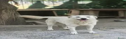 Meticcio cani in regalo: Gilda 1anno meravigliosa tg media PALERMO  - Annuncio 2