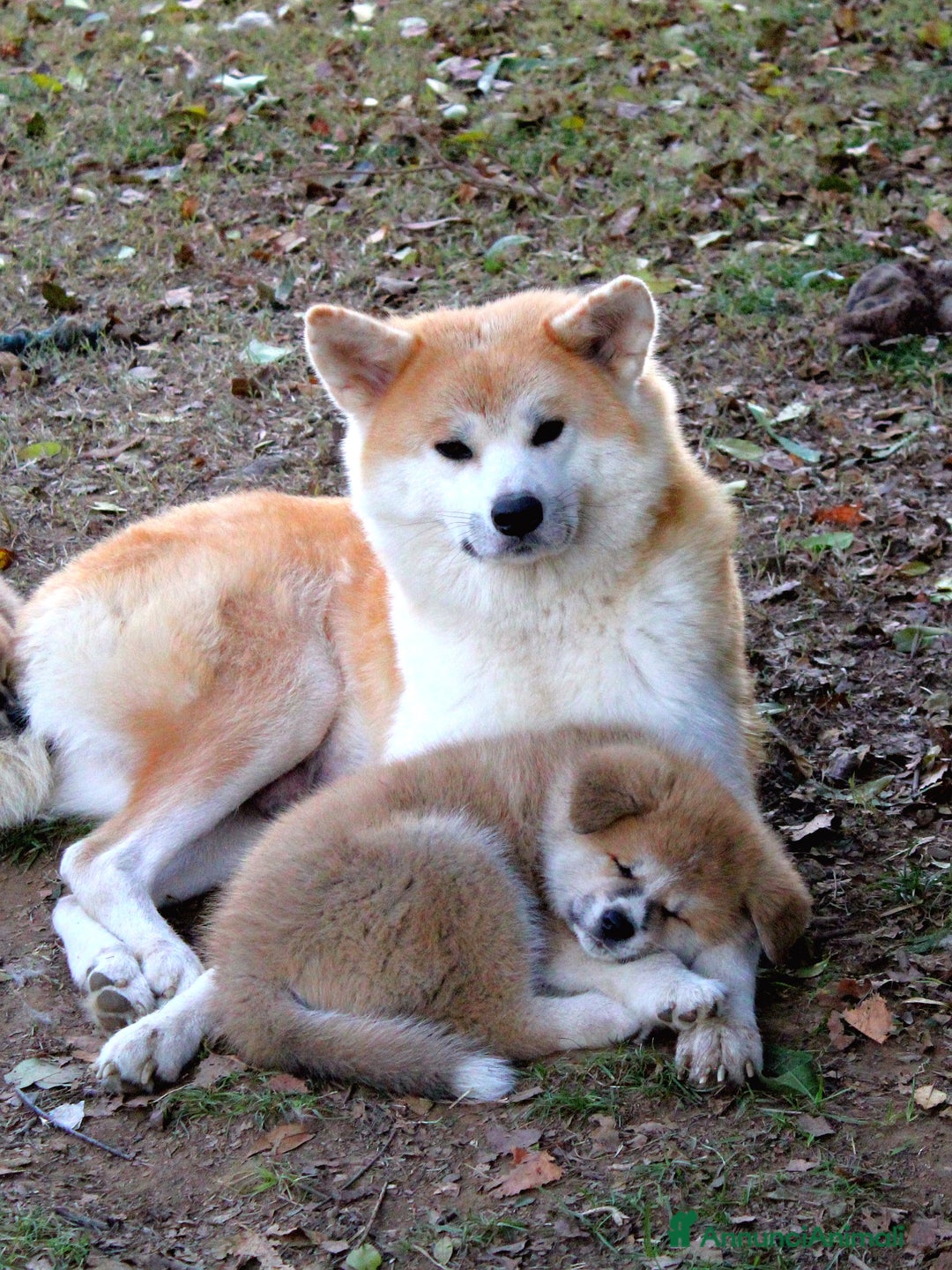 Akita Inu cani in vendita: CUCCIOLI DI AKITA ultime prenotazioni disponibili  - Annuncio 10