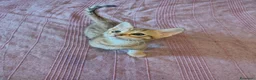Bengala gatti in vendita: Gattini bengala dolcissimi - Annuncio 11