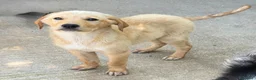 Meticcio cani in regalo: Ale maschio a Città Metropolitana di Bologna - Annuncio 3