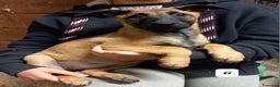 Pastore Belga cani in vendita: Cuccioli di Pastore Belga Malinois  - Annuncio 2