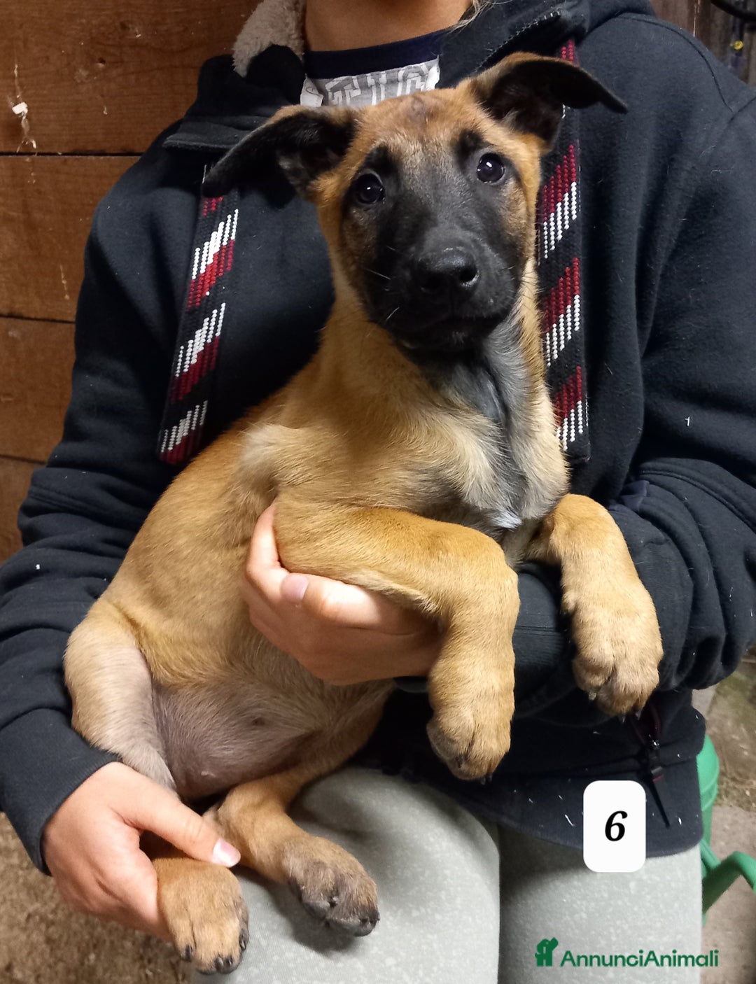 Pastore Belga cani in vendita: Cuccioli di Pastore Belga Malinois  - Annuncio 2