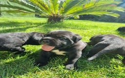 Cane Corso cani in vendita: Cuccioli di cane corso alta genealogia  a Provincia di Verona - Immagine 5