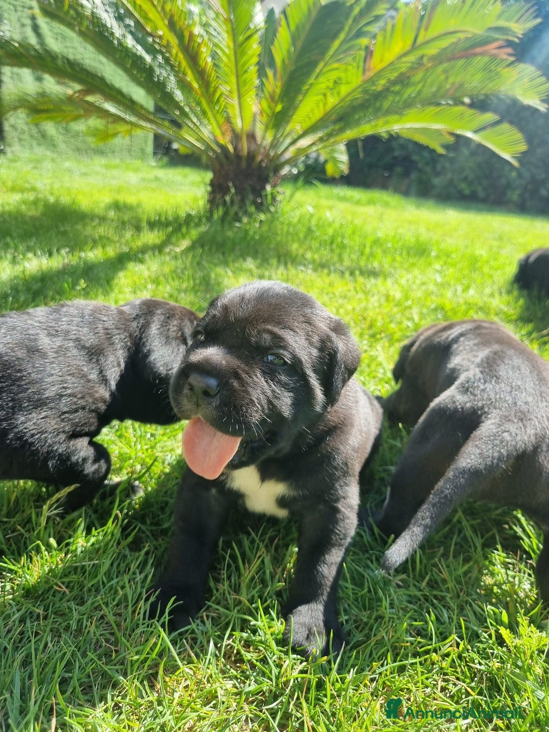 Cane Corso cani in vendita: Cuccioli di cane corso alta genealogia  a Provincia di Verona - Immagine 5