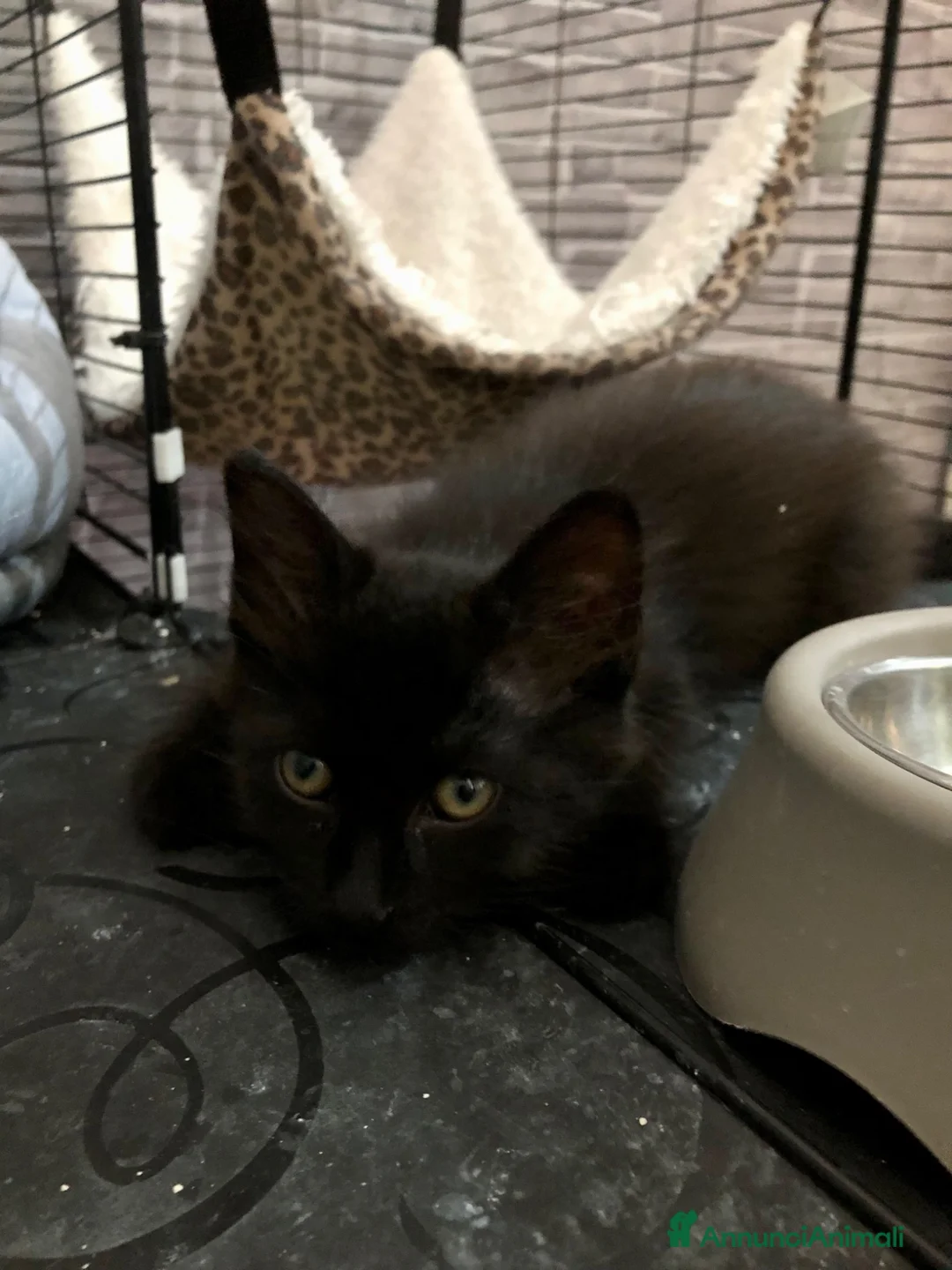Altre razze gatti in regalo: MARTE CERCA CASA 🏡  - Annuncio 1