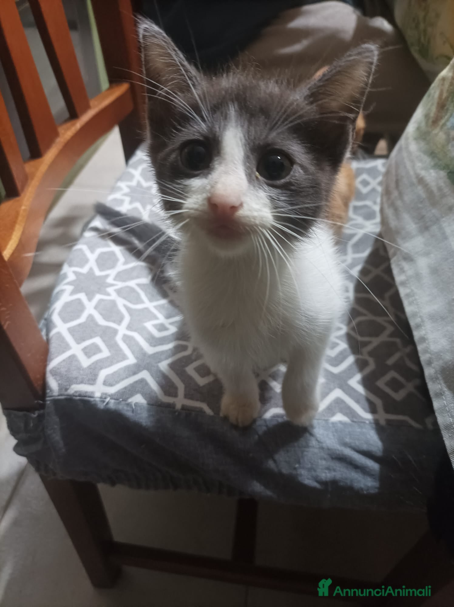 Meticcio gatti Regaliamo gattini - Annuncio 1