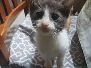 Meticcio gatti Regaliamo gattini - Annuncio 1