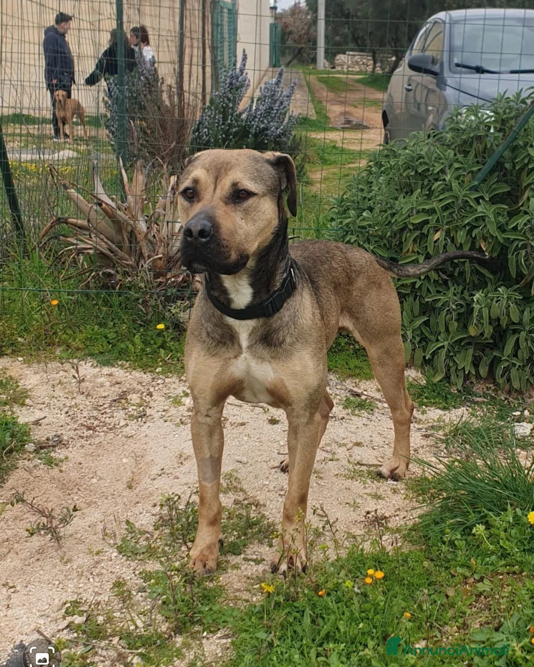 Meticcio cani in regalo: Bobby bello buono rispettoso dolce equilibrato - Annuncio 1