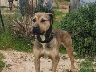 Meticcio cani Bobby bello buono rispettoso dolce equilibrato - Annuncio 2