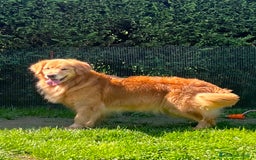 Golden Retriever cani in vendita: Cuccioli Golden Retriever Linea Americana  a Provincia di Pavia - Immagine 4