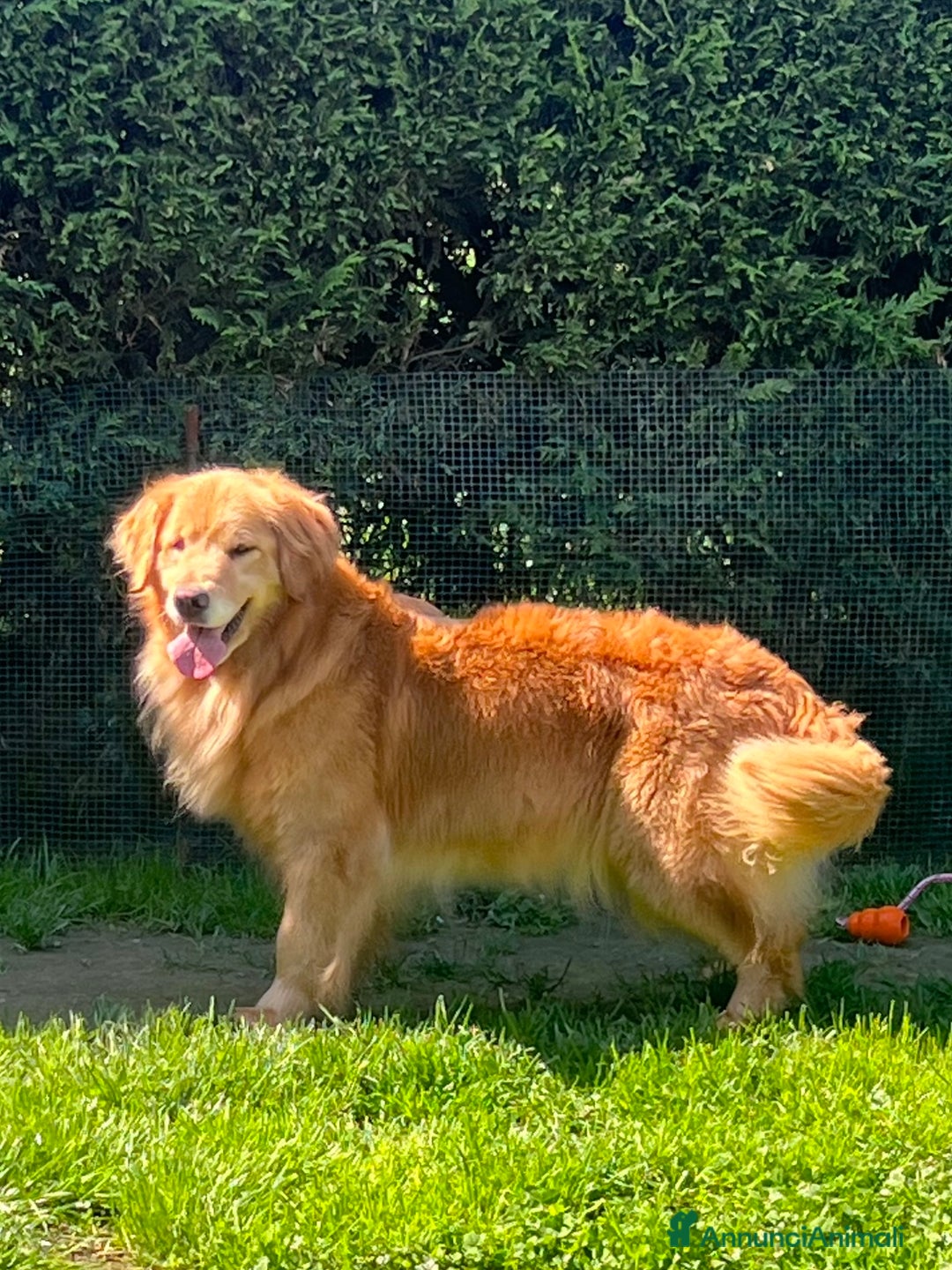 Golden Retriever cani in vendita: Cuccioli Golden Retriever Linea Americana  a Provincia di Pavia - Immagine 4