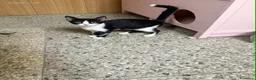 Europeo gatti in regalo: Gattine di tre mesi - Annuncio 9