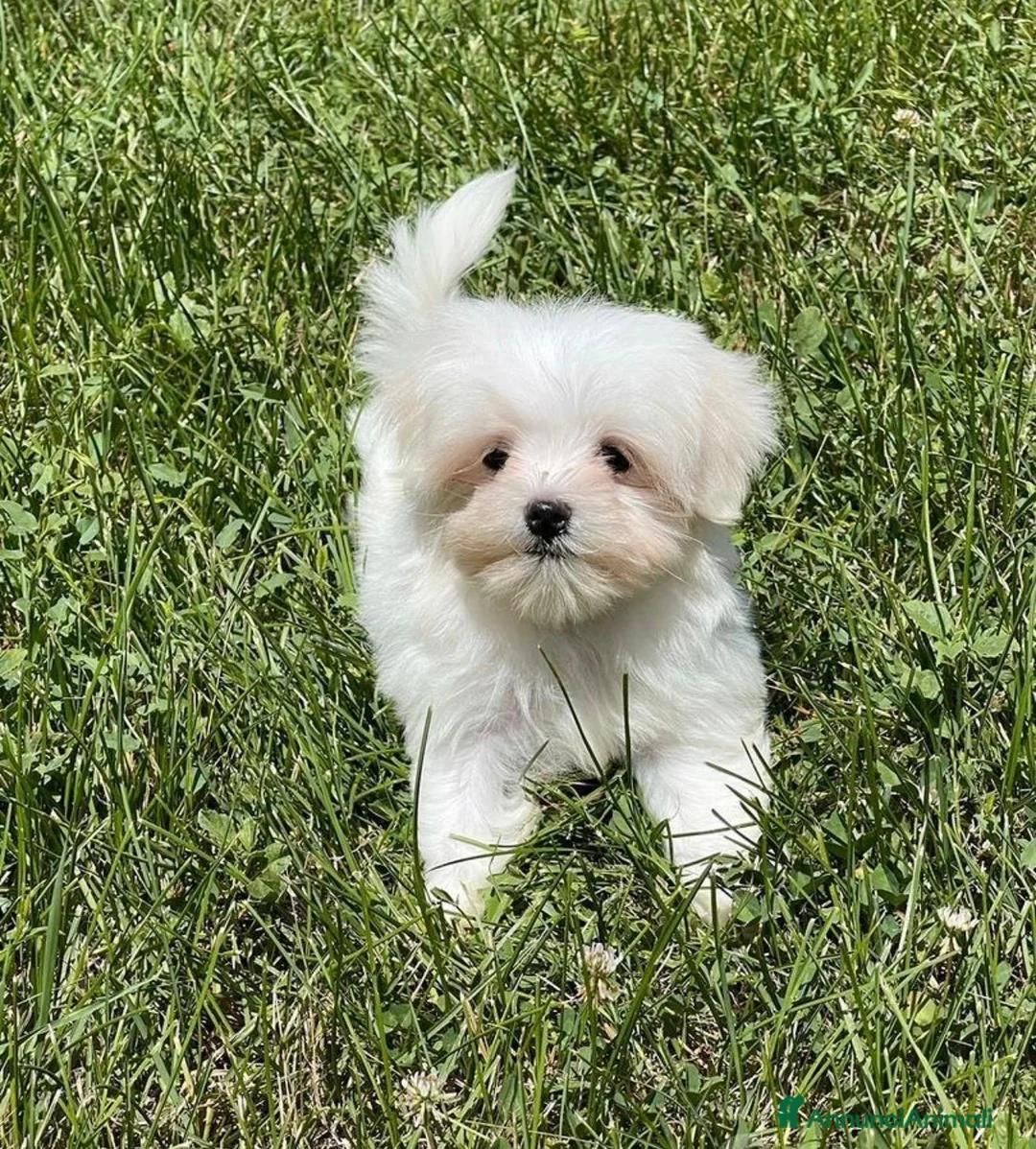 Maltese cani in vendita: Maltese toy - Annuncio 1