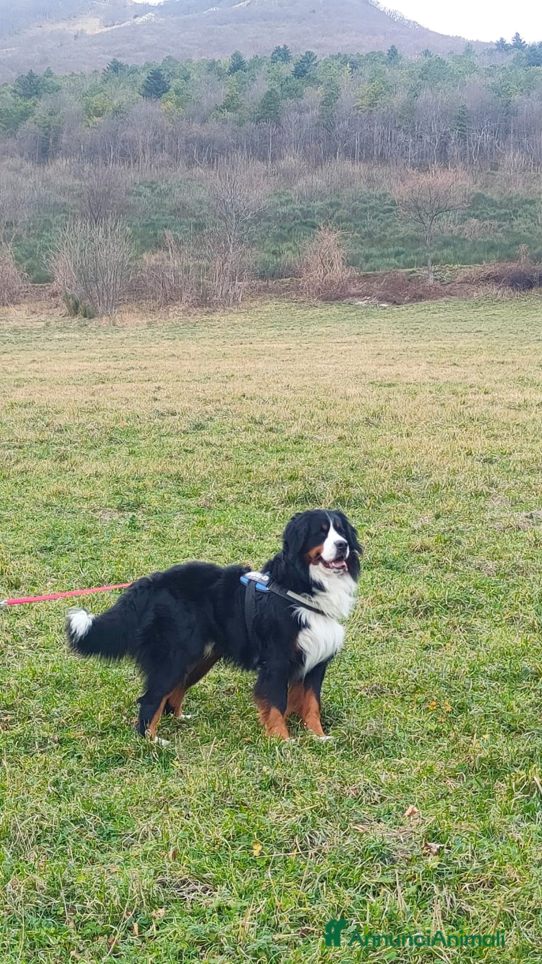 Bovaro del Bernese cani per accoppiamento: ARON  - Annuncio 3