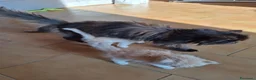 Persiano gatti in vendita: Persiani ipertipico - Annuncio 5
