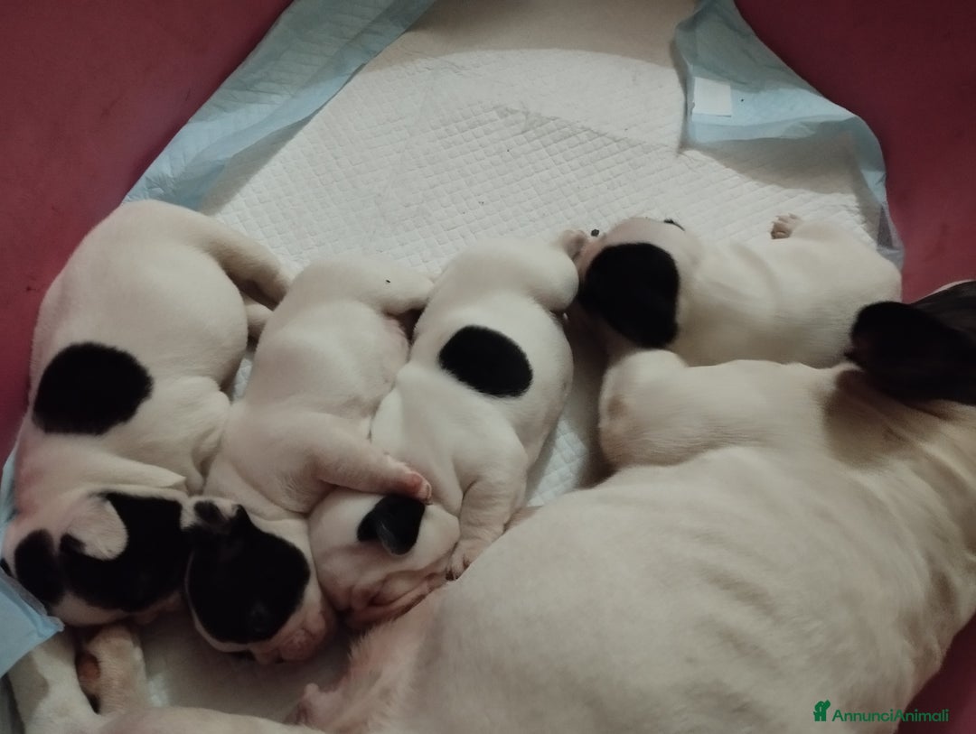 Bulldog Francese cani in vendita: Bulldog francese  - Annuncio 3
