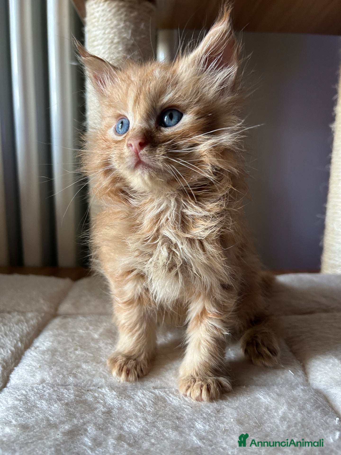 Maine Coon gatti Maine Coon  - Annuncio 4